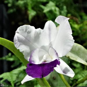 Cattleya Memoria Robert Strait