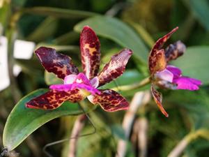 Cattleya Peckaviensis