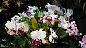 Cattleya Starting Point