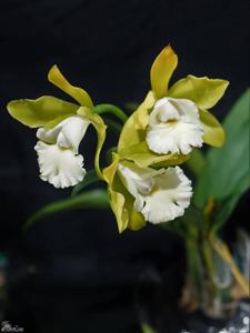 Cattleychea Siam Jade