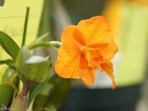 Cattlianthe Candy Ball