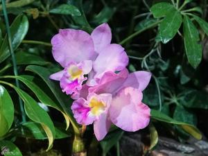 Cattlianthe Doris and Byron