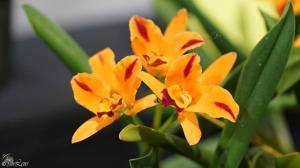 Cattlianthe Fame 'N Glory