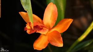 Cattlianthe Helen Jarzab