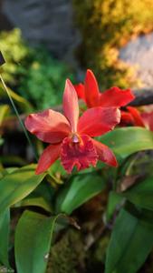 Cattlianthe India Rose Sherwood