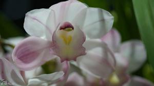 Cymbidium Heart Joy