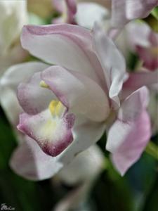 Cymbidium Heart Joy