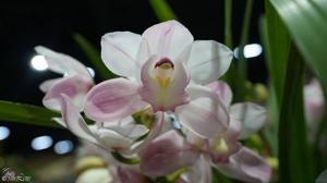 Cymbidium Heart Joy