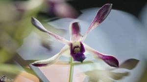 Dendrobium Blue Twinkle