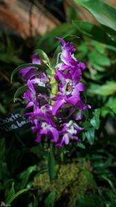 Dendrobium Country Girl