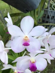 Vandachostylis Viboon Velvet