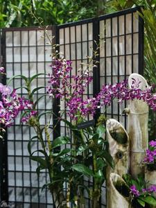 Dendrobium Hawaiian Punch