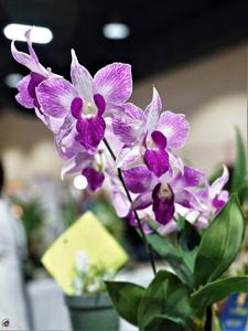 Dendrobium Peter Shen