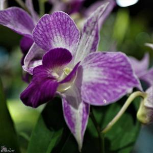 Dendrobium Peter Shen