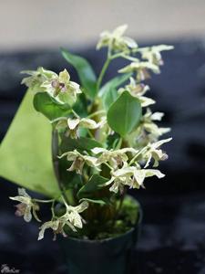 Dendrobium Pygmy Chip