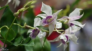 Dendrobium Silver King
