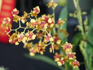 Oncidium Hawaiian Sunset