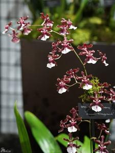 Oncidium Sharry Baby