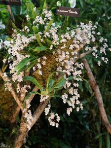 Oncidium Twinkle