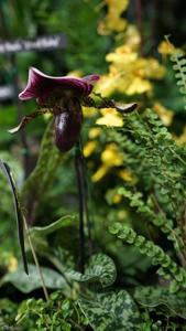 Paphiopedilum Hsinying Rubyweb