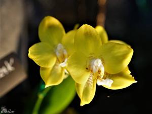 Phalaenopsis Dragon's Gold