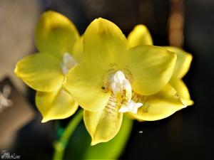 Phalaenopsis Dragon's Gold