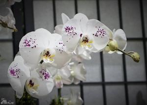 Phalaenopsis K V King