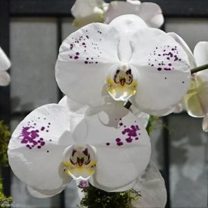 Phalaenopsis K V King