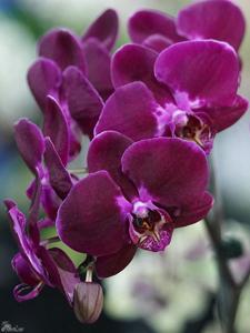 Phalaenopsis Kaoda Davis Pearl