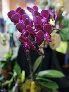 Phalaenopsis Kaoda Davis Pearl