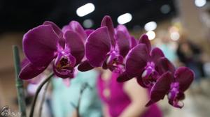 Phalaenopsis Kaoda Davis Pearl