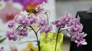 Phalaenopsis Lioulin Claire