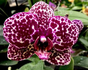 Phalaenopsis Lioulin Wild Cat