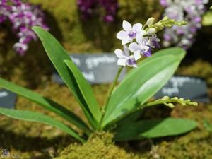 Phalaenopsis Little Blue Bird