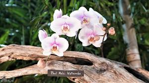 Phalaenopsis Maki Watanabe