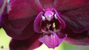 Phalaenopsis OX Black Face