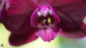 Phalaenopsis OX Black Face