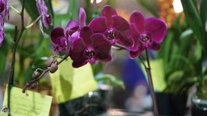 Phalaenopsis OX Black Face