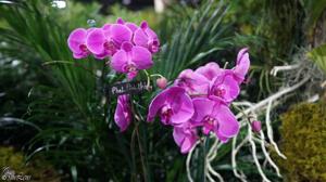 Phalaenopsis Pink Melody
