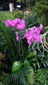 Phalaenopsis Pink Melody