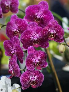 Phalaenopsis Purple Leopard