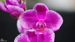 Phalaenopsis Queen Beer