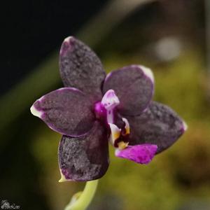 Phalaenopsis Satoru