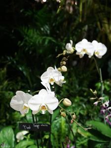 Phalaenopsis Sogo White