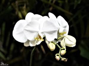 Phalaenopsis Sogo White