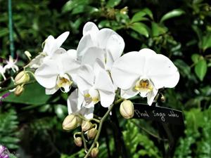 Phalaenopsis Sogo White