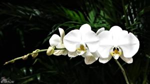 Phalaenopsis Sogo White