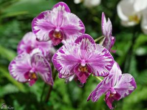 Phalaenopsis Taiwan Red Cat