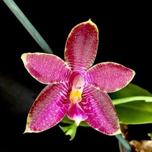 Phalaenopsis Penang Girl-Luedde-violacea