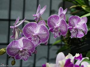 Phalaenopsis Yu Pin Fireworks